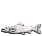 Trout